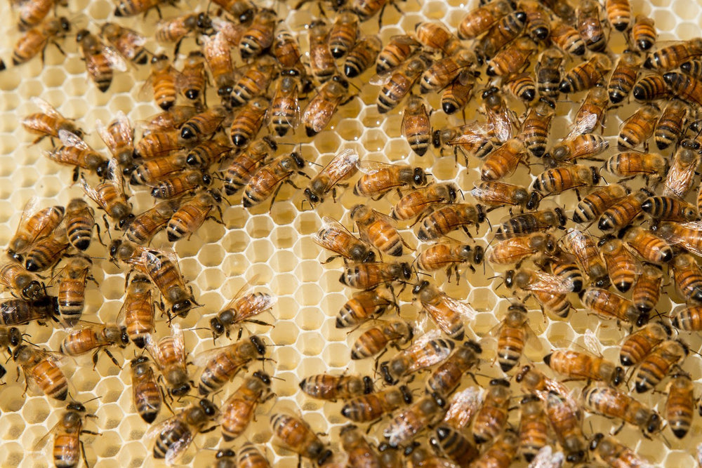 Bee-utiful Bee Facts You'll Want to Know - Mount Henry Honey