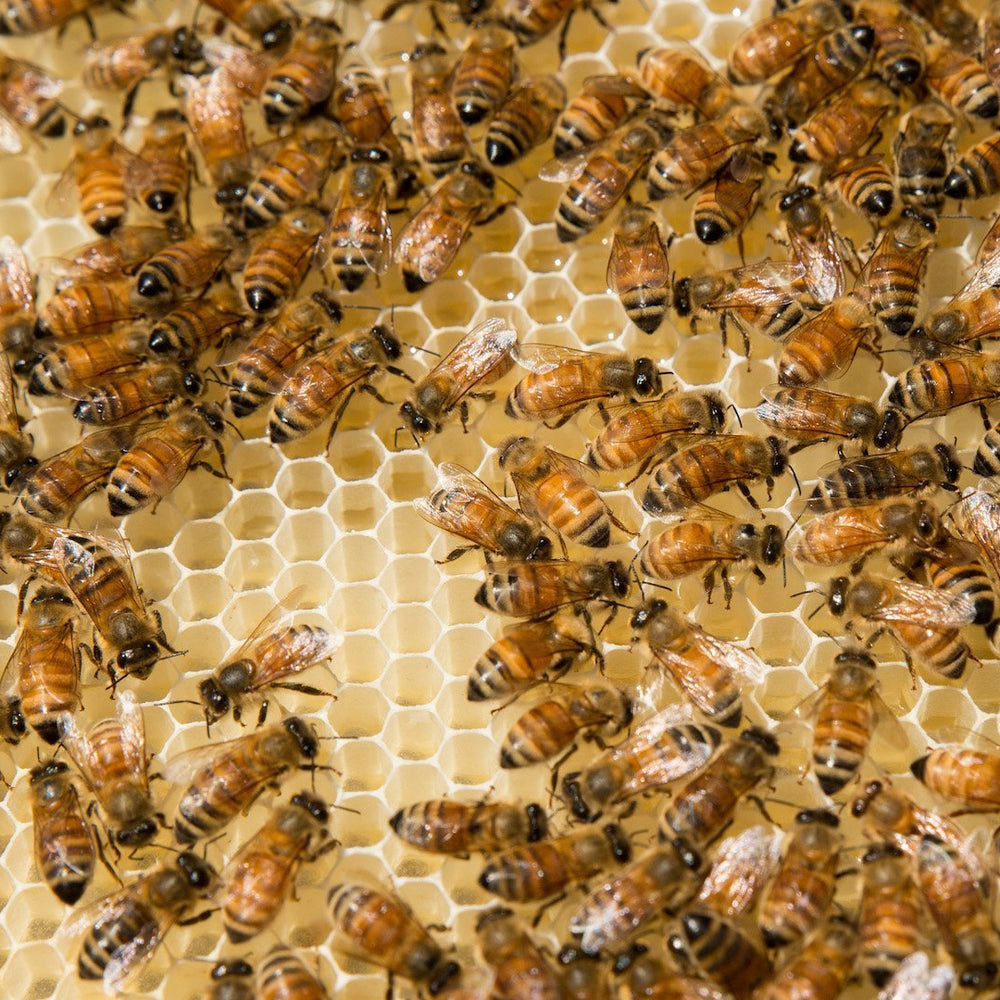 Bee-utiful Bee Facts You'll Want to Know - Mount Henry Honey