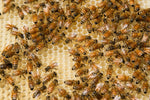 Bee-utiful Bee Facts You'll Want to Know - Mount Henry Honey
