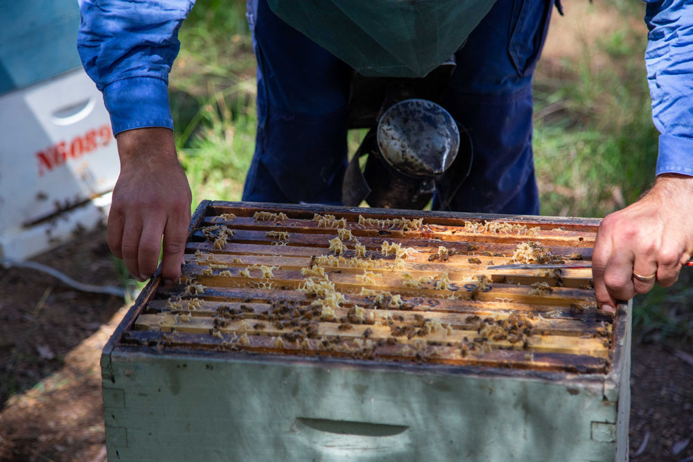 How we Harvest our Honey - Mount Henry Honey
