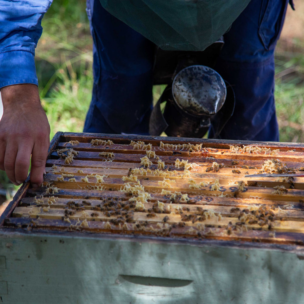How we Harvest our Honey - Mount Henry Honey
