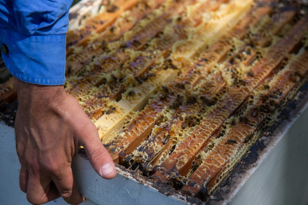 Beekeeping up close at Mount Henry Honey