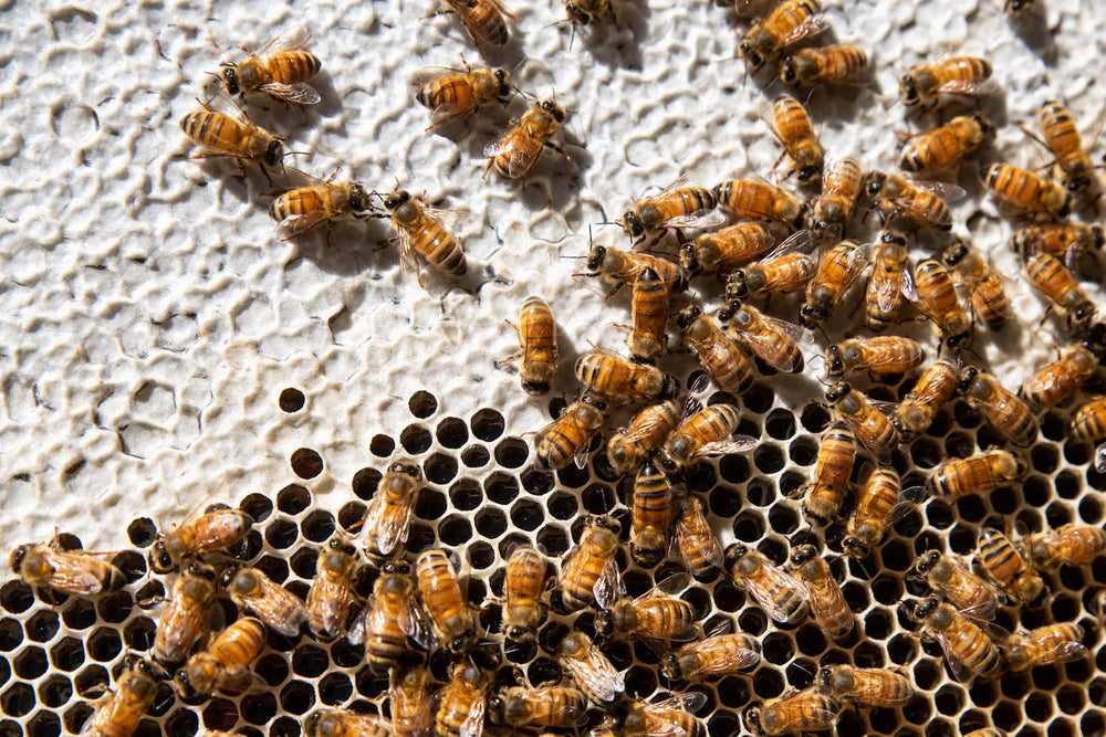 Mount Henry Honey