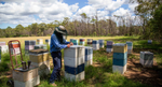 Beekeeping at Mount Henry Honey